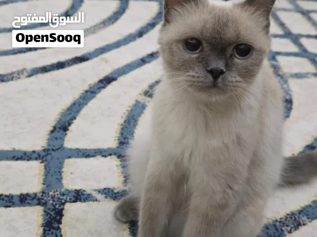 معثور ف سيوح 13