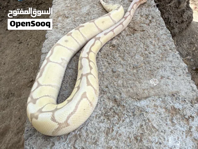 افعاء  أليفه جداً