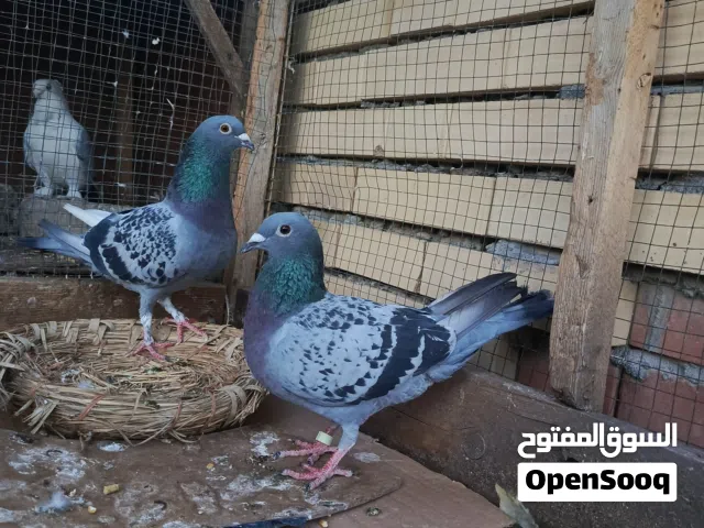 زواجل شذاري حلوات رس حلو وامهاتهن مهدودات   وامبيضات حاليا