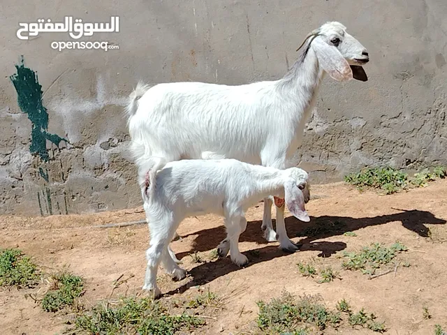3 معزات كيف بدلو اتنايا تحتهم زوز اعنايق وجدي مكانهم صبراتة يوجد توصيل سعر البيع جملة ع1800الوحدة وا