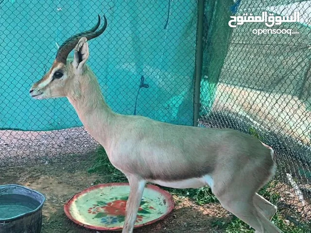غزال دماني