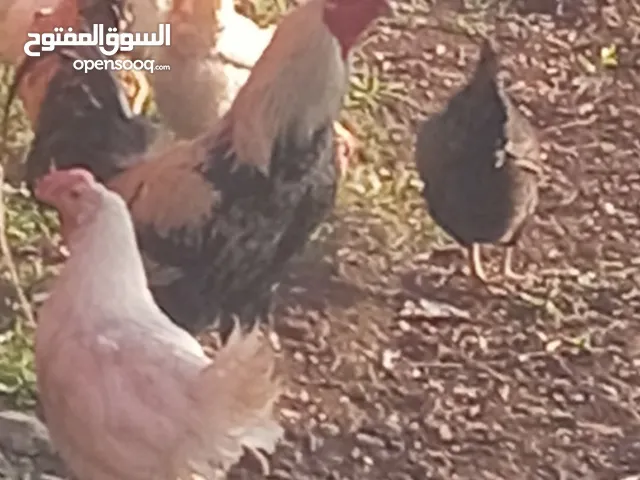جاج قاعد على بيض