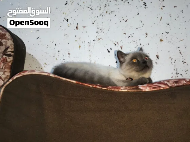 قطة سيامي معقمة للبيع