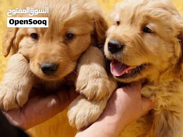 ذكور جولدن ريتريفر مميزه..متوفر الاهالي للمعاينه والمشاهده..جميع المطاعيم اللازمه وجرعه الدود