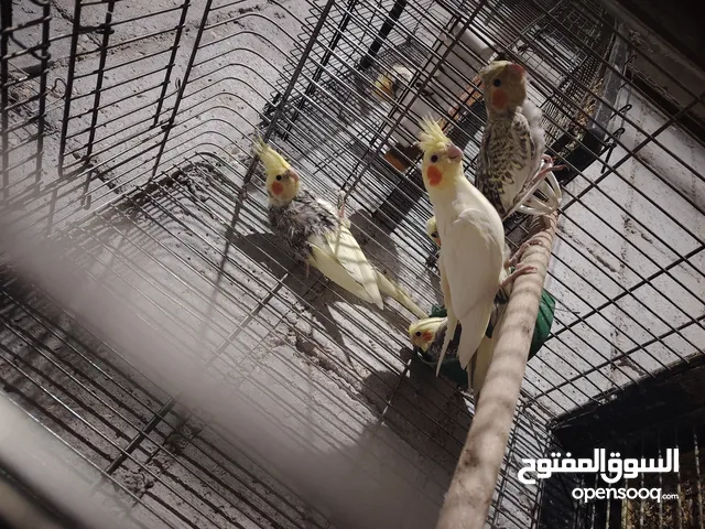 جوز كوكتيل جامبو مع قفص كبير معهم 3فراخ