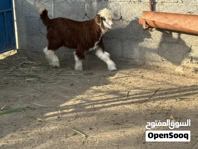 سخل رحبي للبيع فقط