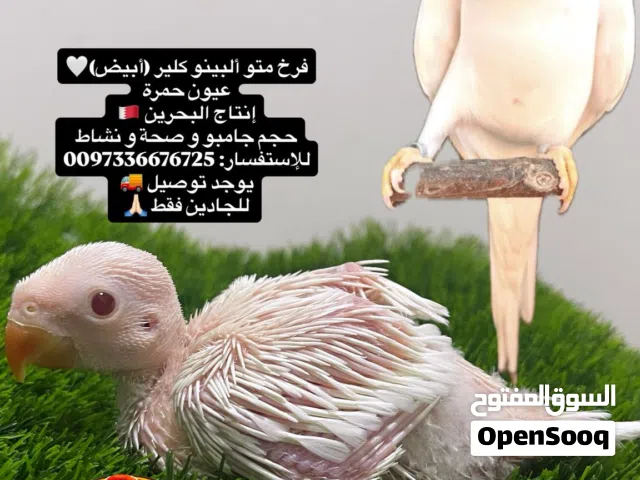 فرخ متو ألبينو أبيض