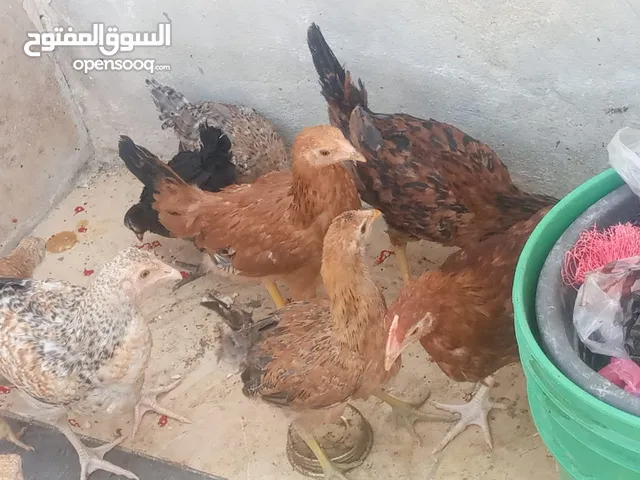 فراخ دجاج عدد 13 للبيع