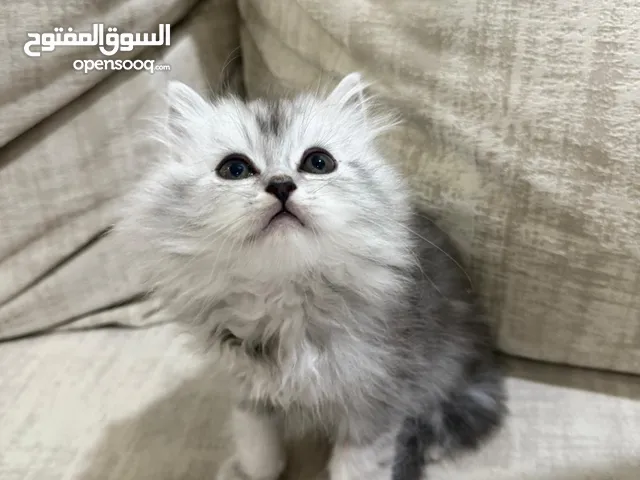 كيتن شيرازي