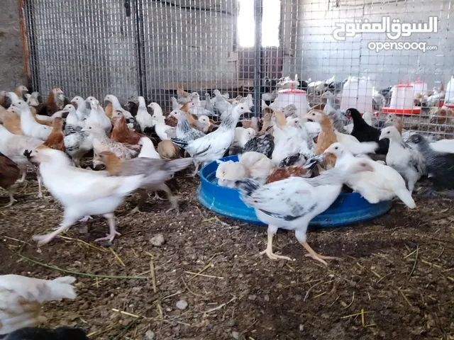 دجاج عماني