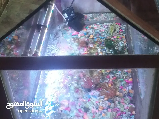 حوض سمك للبيع مع الاحجار والسمك والفلتر للبيع