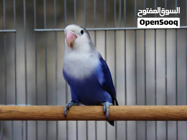 فيشر طفره Lovebird ترويض فل