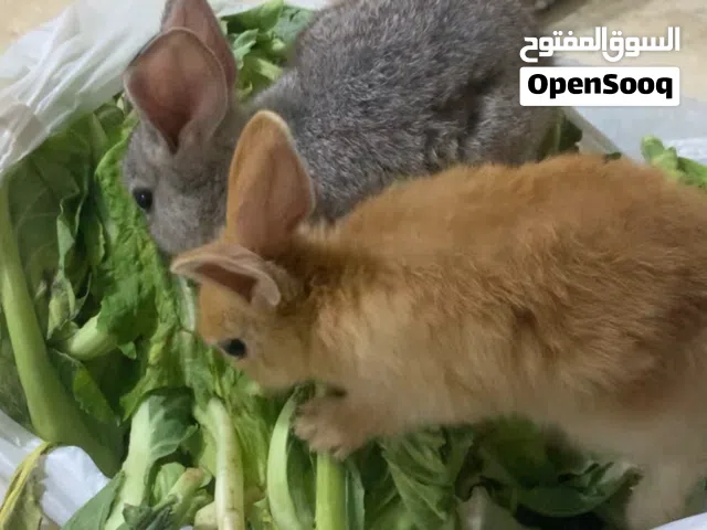 أرانب أليفة للمنزل عمرهن ثلاث شهور (للتبني)