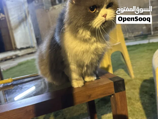 بزونه بيرشن دفتر لاقاح ونضافه فول