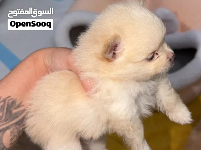 Pure Pomeranian