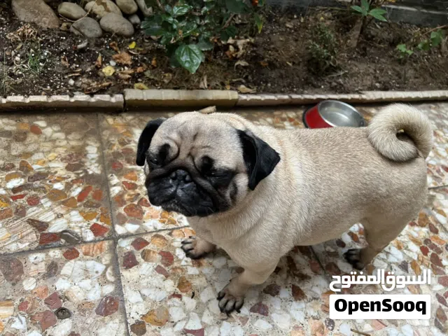 كلب فصيلة أنثى البگ عمرها سنه وثالث اشهر