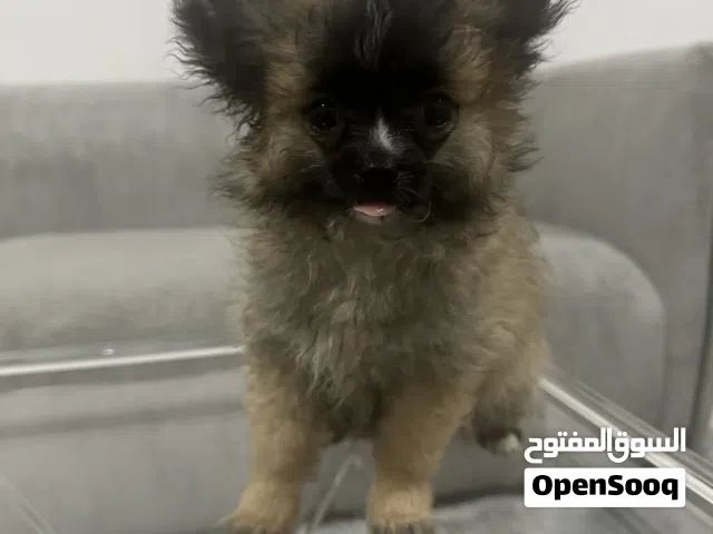Cute Pomeranian 3 months old