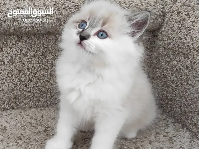 Cute ragdoll kitten for adoption