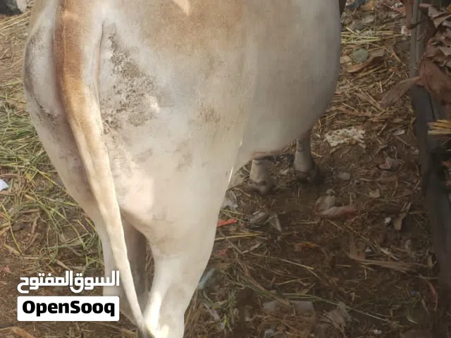 ثور العيد اضحية عيديه