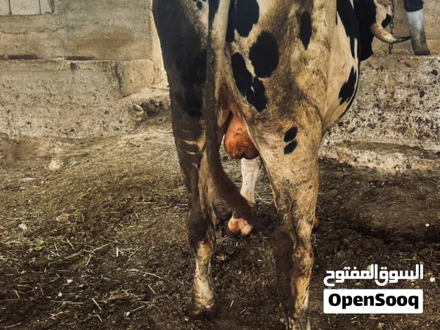 عجل اضحيه  من داخل مزرعه