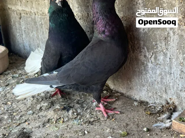 طيور حمام طايرات في السلط