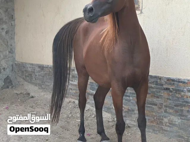 فرس فاخرة جدا واهو مع مهره سوبر