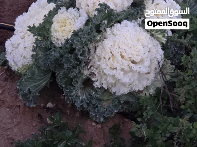 مطلوب شروات دجاج بلدي او مشكلة بسعر حرق