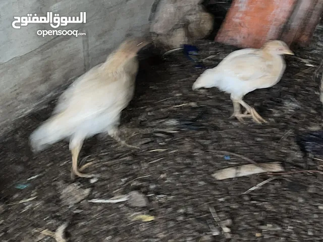 دجاج فراخ عمر فوق الشهرين عدد ثلاثين فرخه وديك الكوم بميه دينار واذا ما بدك علكوم الحبه باربع دنانير