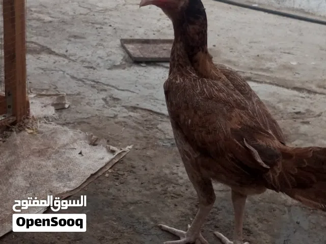 للبيع  دجاجتين ب 18  باكستاني  جهازات عشان انتاج