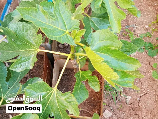 تين زراقي للبيع موقع الرصيفة