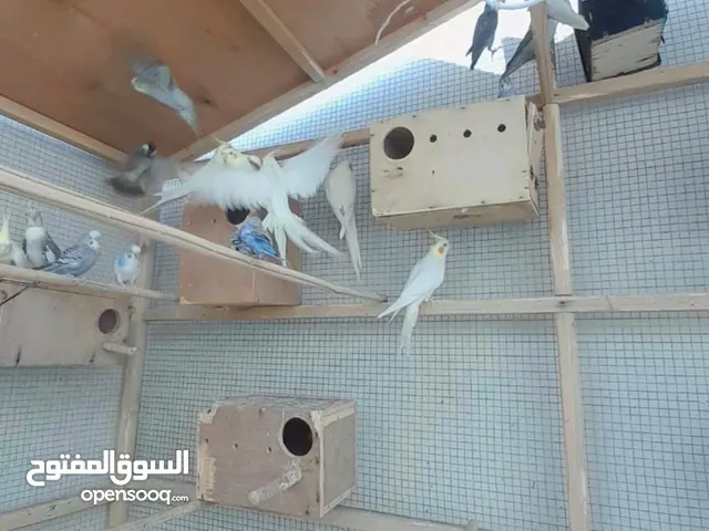 للبيع ازواج كوكتيل ألبينو منتجينن