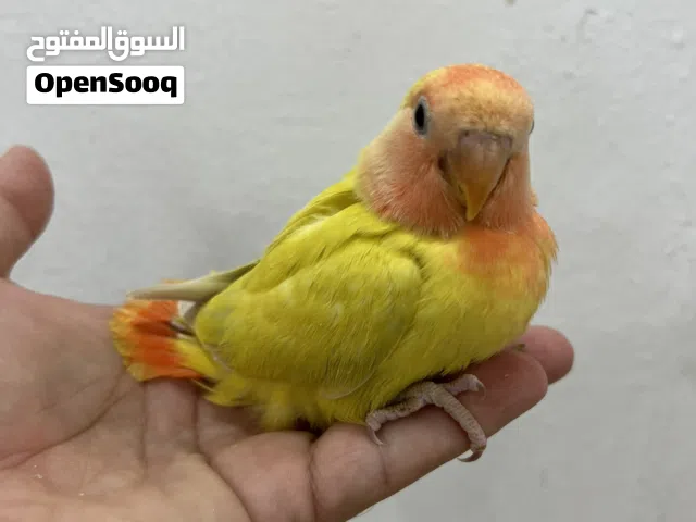 للبيع فروخ لوف بيرد بيور