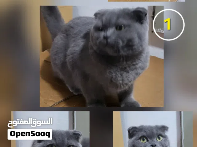 cats for sale  قطط للبيع