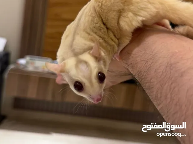 Sugar gliders