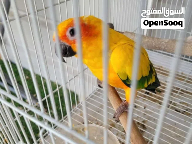 sunconure pair for sale