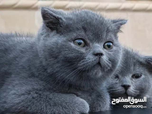 قطط سكوتش فولد رمادي للبيع في العقبة