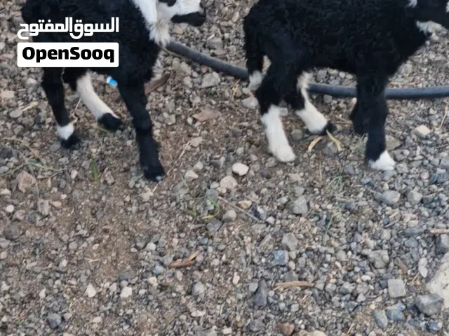 للبيع كبشان مرضيع 2 وحمله العدد 3