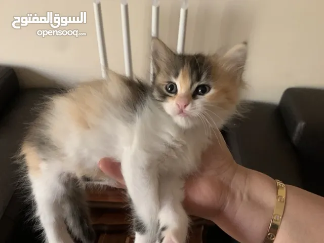قطه انثى صغيرة للبيع Small female kitten for sale