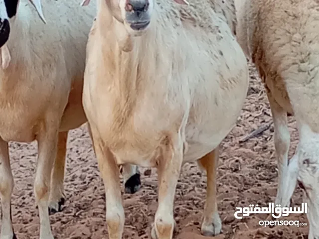 نعجه هجين للبيع