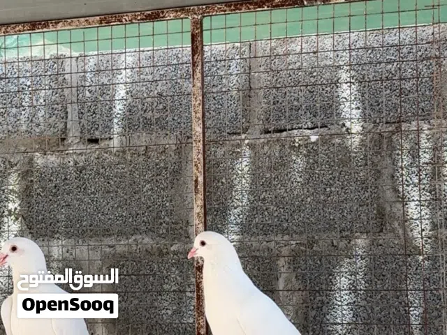 حمام لاحم للبيع