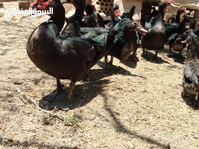 بط بلدي للبيع