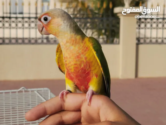 كنيور باينبل احمر طيران خارجي pineapple conure free flight
