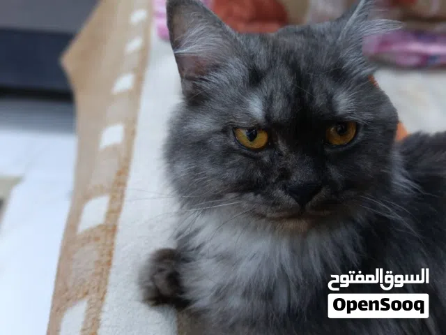 بزونه شيرازي عمر سنتين