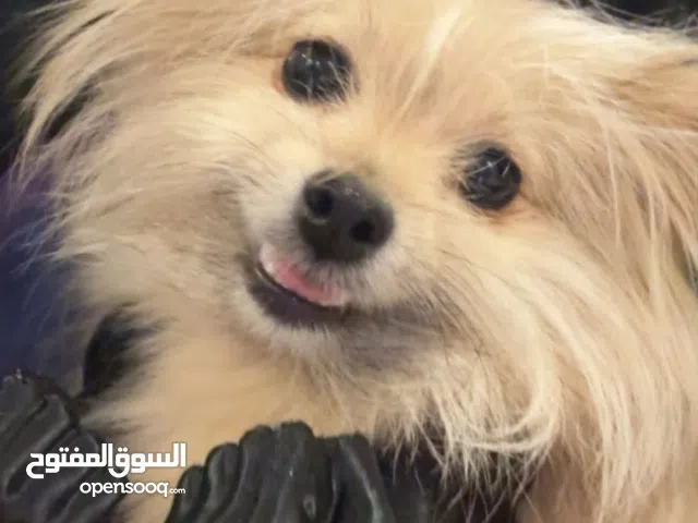 أنثى بوميرانيان للبيع – مدربه ولعوبه جدا / قابل للتفاوض للمشتري الجاد