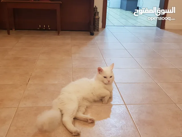 angora breed very health has no  issue castration done