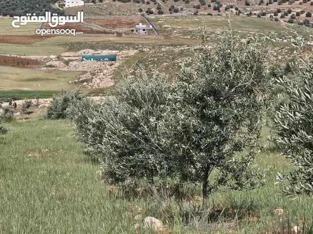 Farm Land for Sale in Jerash Unaybah