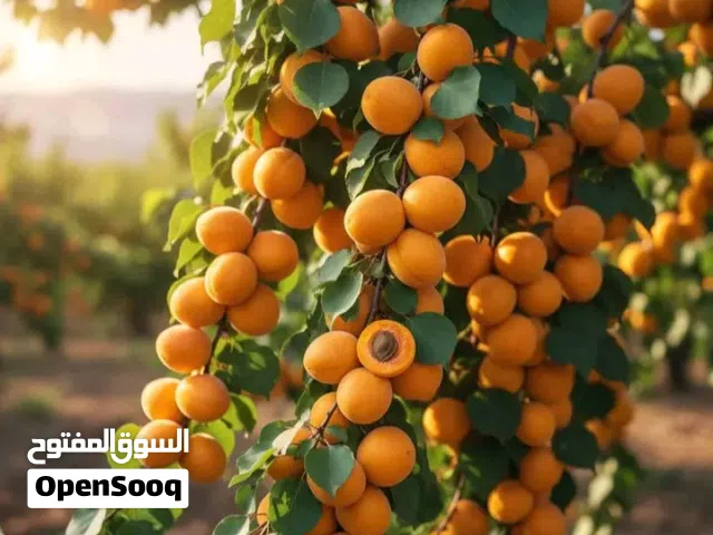 جميع انواع اللوزيات التركية الجامبوا  بس ب 7 دنانير واصل . شجر مزرعتك او بيتك التكاليف وجودة عالية