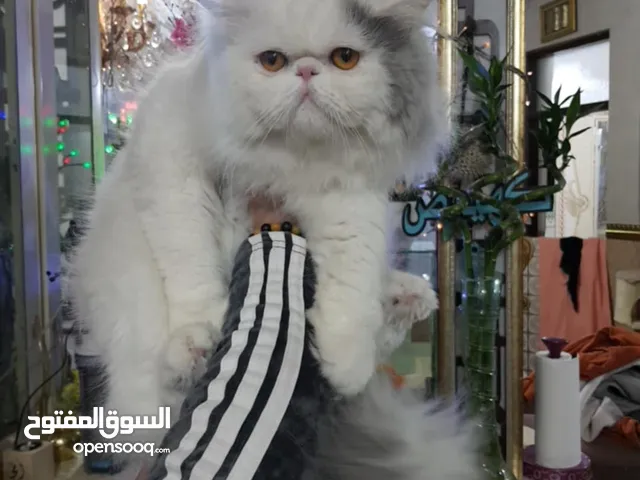 ذكر لتزاوج فقط فان بلو