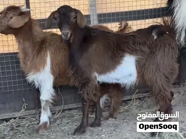 للبيع ذبايح