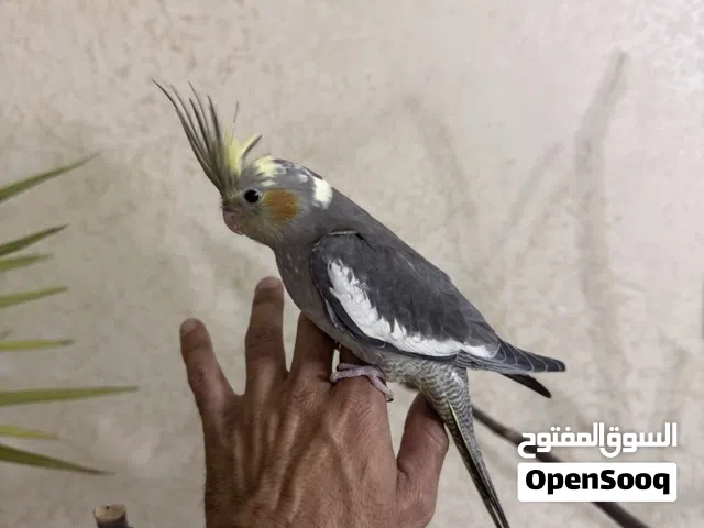 كوكتيل اليف - ايزابيل - بايد - اقرأ الوصف
